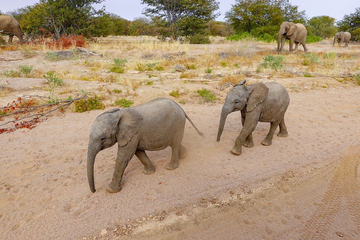 2025-09-23 075 Baby Elephants.jpg