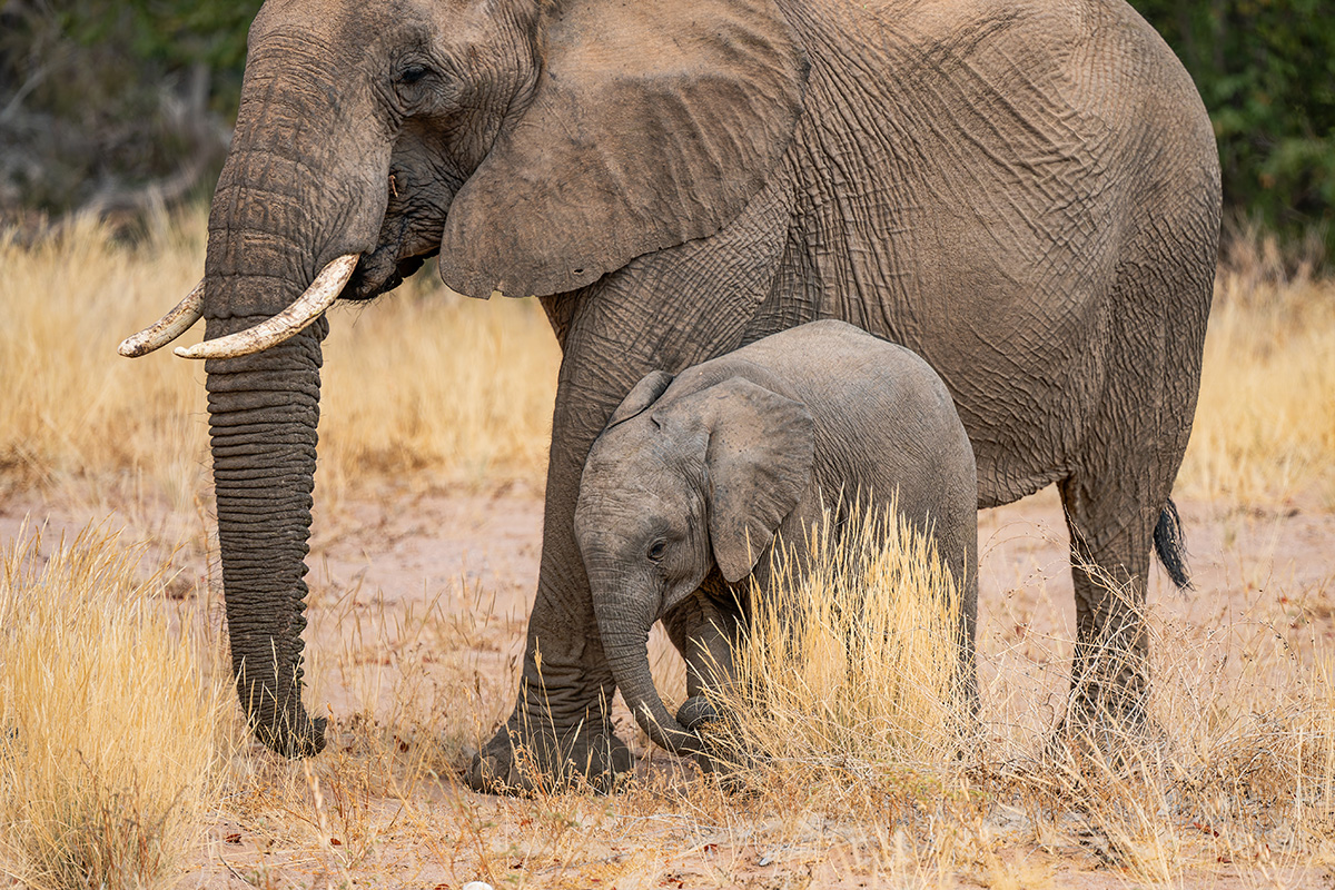 2025-09-23 091 Elephants.jpg