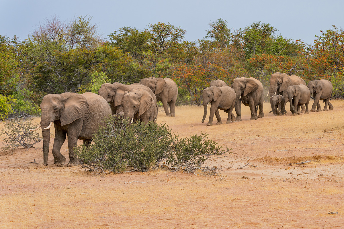 2025-09-23 095 Elephants.jpg