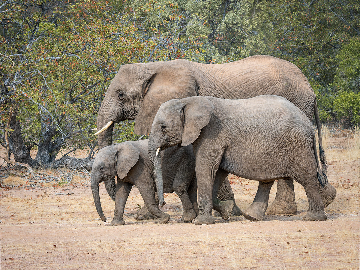 2025-09-23 097 Elephants.jpg
