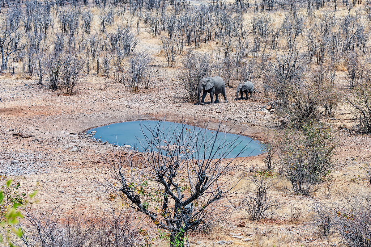 2025-09-24 009 Elephants.jpg