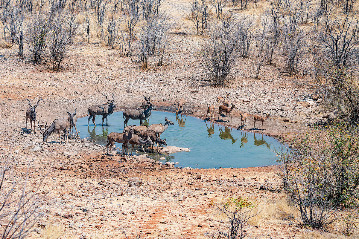 2025-09-24 016 Kudus and Impalas.jpg