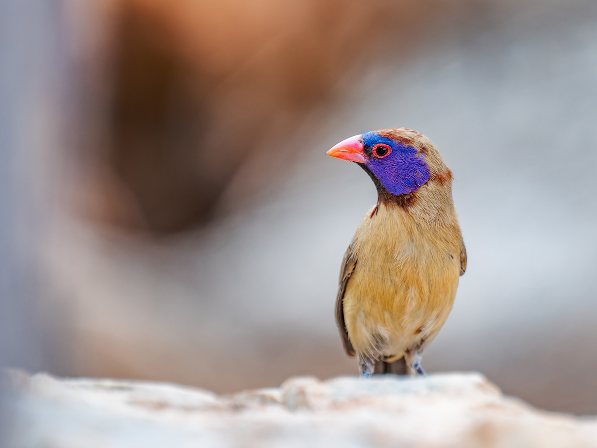 2025-09-24 025 Violet-eared Waxbill.jpg