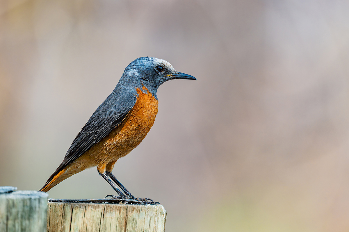 2025-09-24 040 Short-toed Rock Thrush.jpg