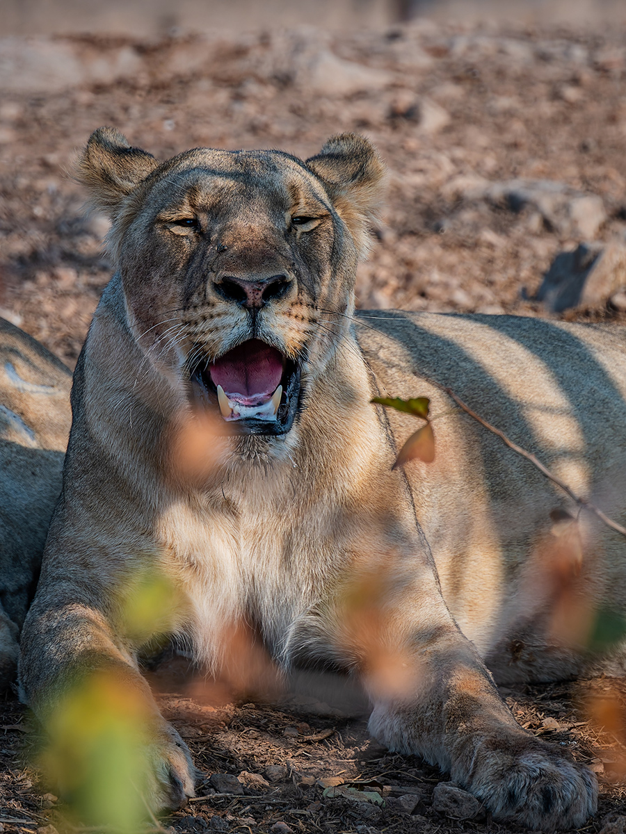 2025-09-24 045 Lion.jpg