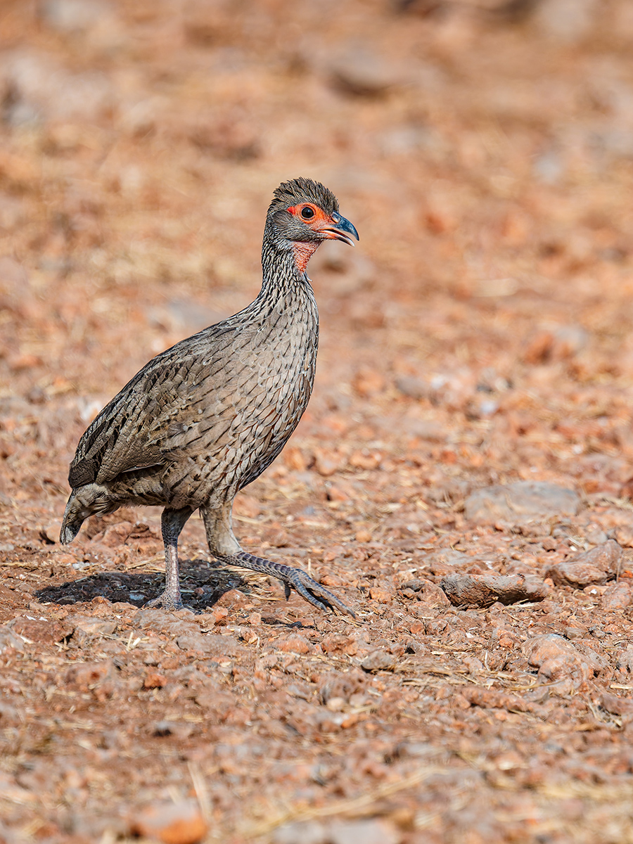 2025-09-24 047 Swainsons Spurfowl.jpg
