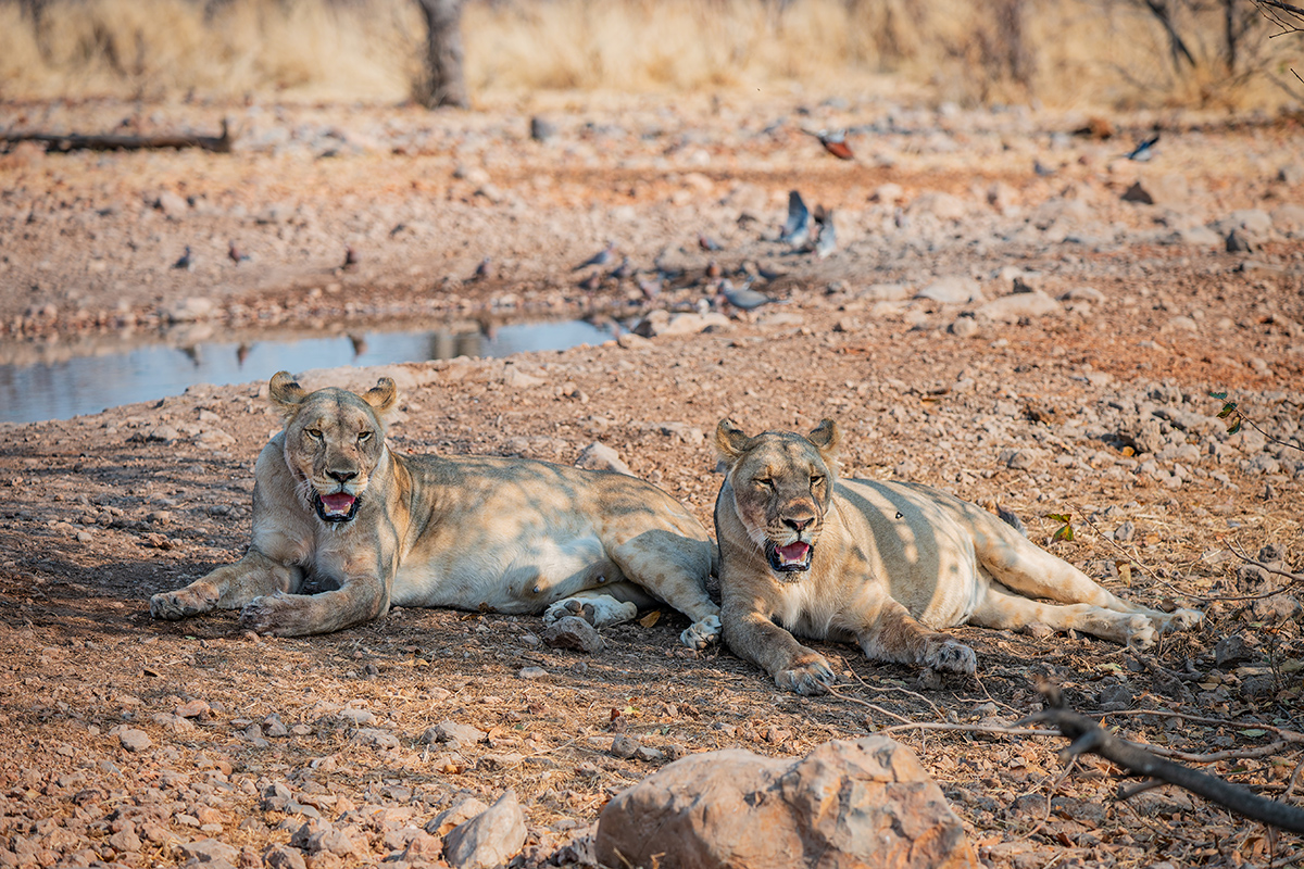 2025-09-24 049 Lions.jpg