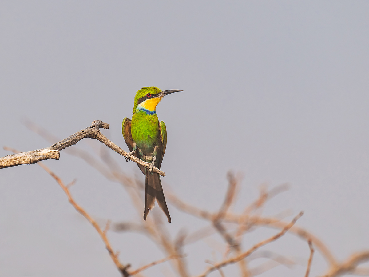 2025-09-24 055 Swallow-tailed Bee-eater.jpg