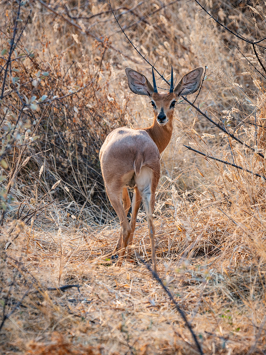 2025-09-24 059 Impala.jpg