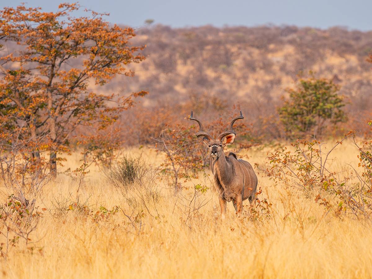 2025-09-24 070 Kudu.jpg