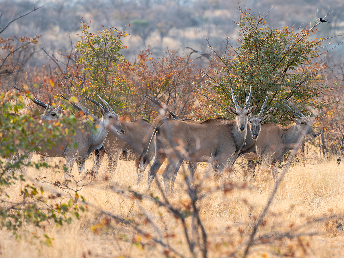 2025-09-24 076 Eland.jpg