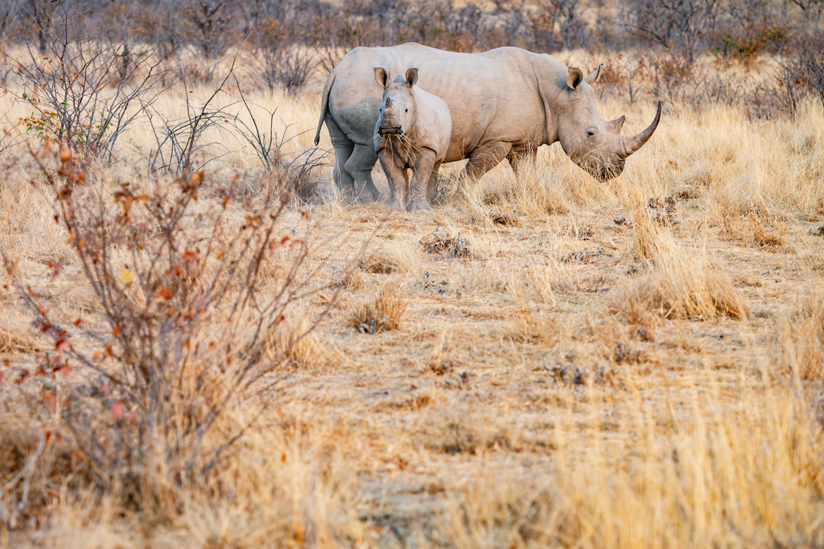 2025-09-25 004 Rhinos.jpg