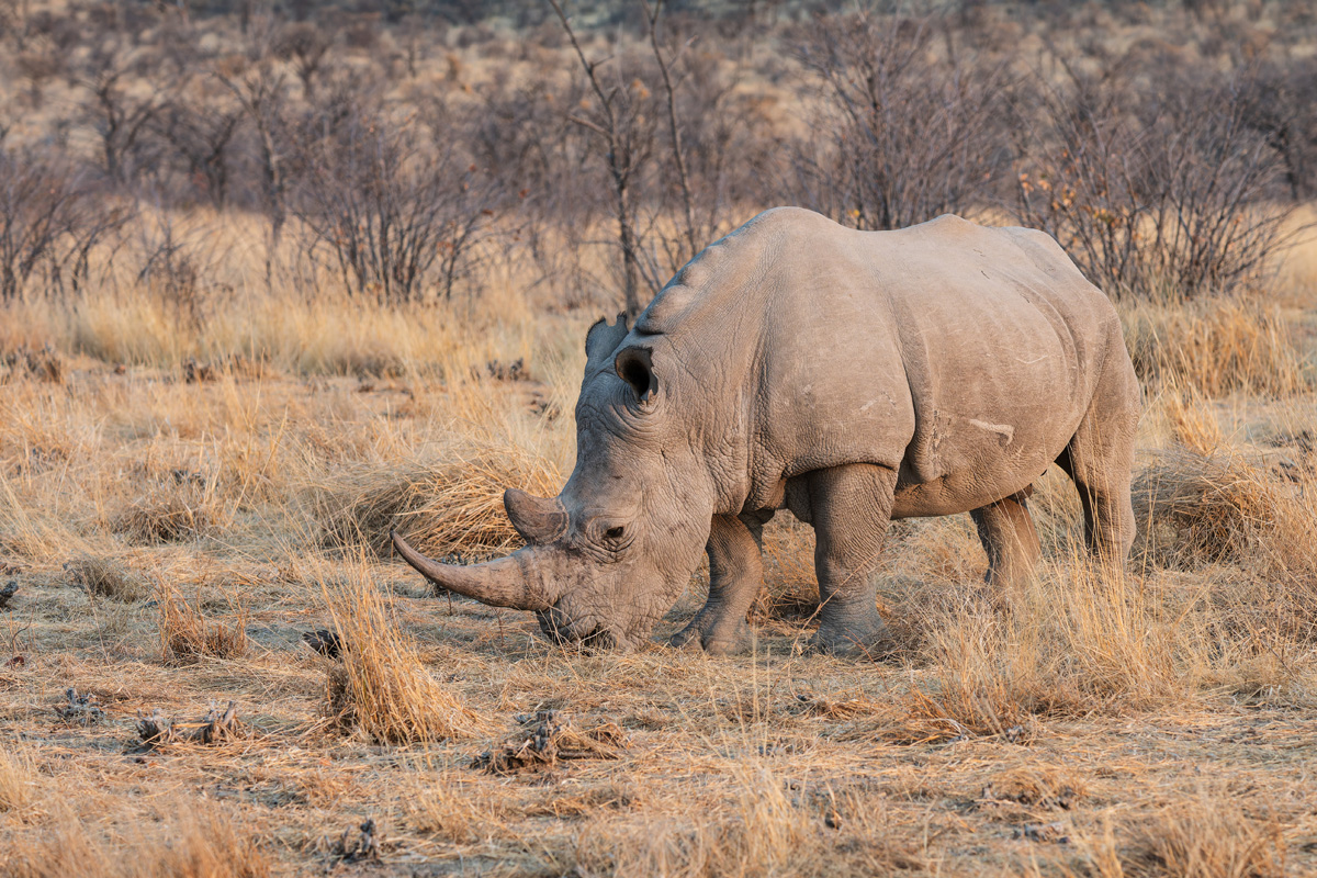 2025-09-25 015 Rhino.jpg