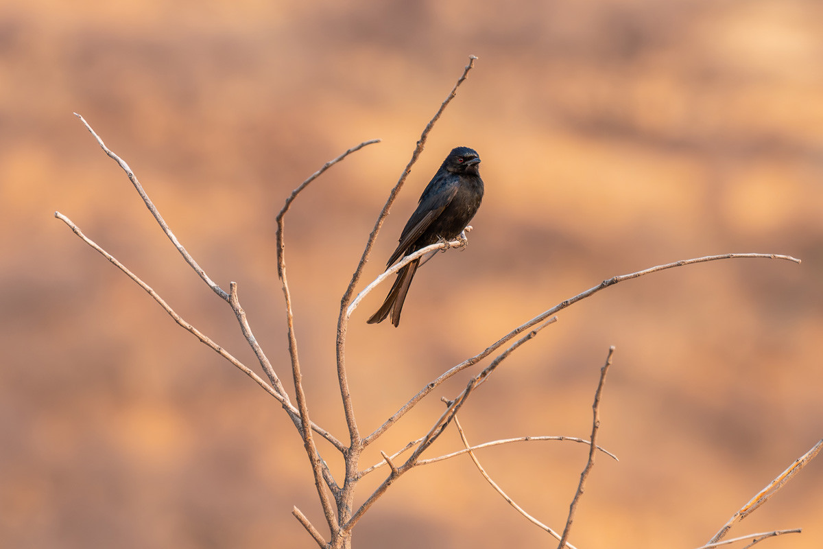 2025-09-25 020 Fork-tailed Drongo.jpg