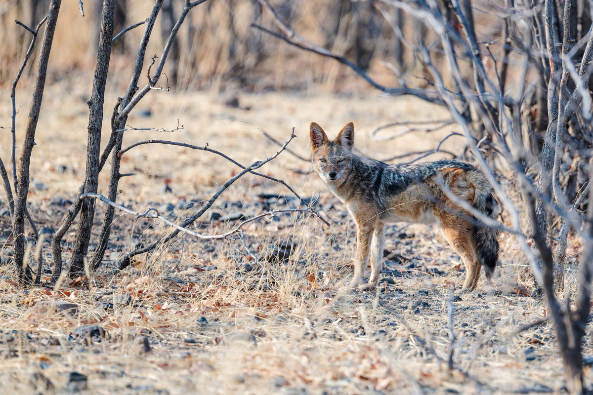 2025-09-25 025 Jackal.jpg