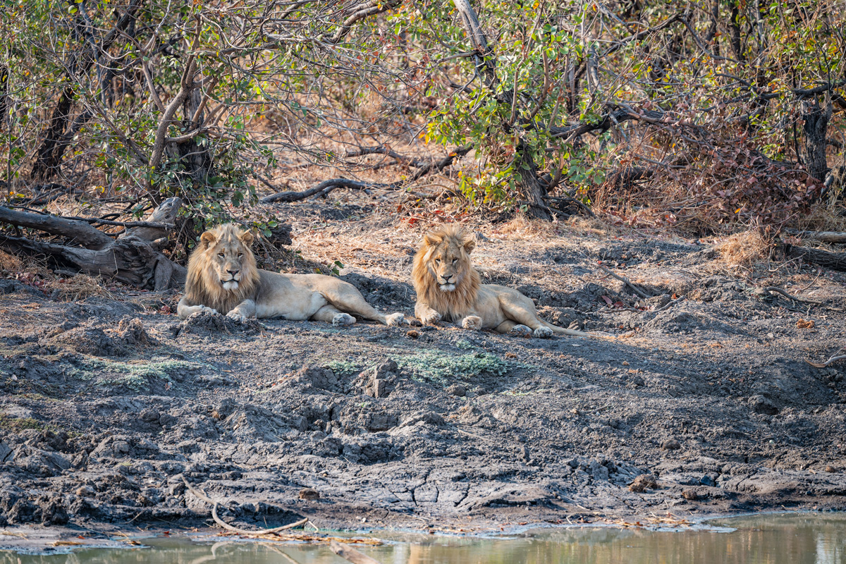 2025-09-25 026 Lions.jpg