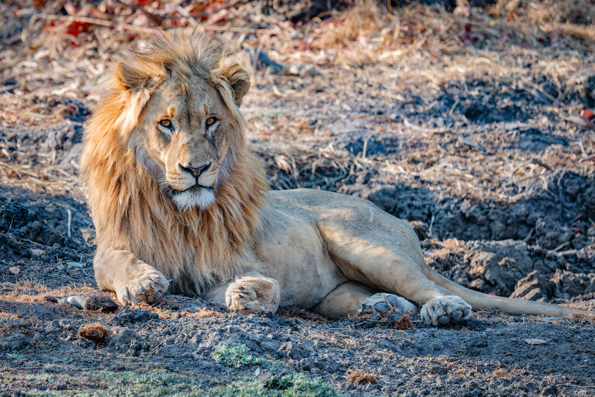 2025-09-25 028 Lion.jpg