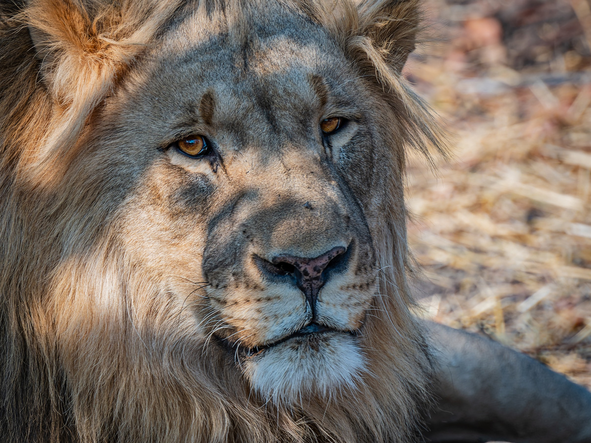 2025-09-25 039 Lion.jpg