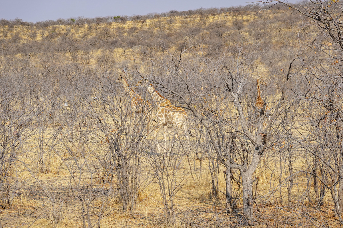 2025-09-25 052 Giraffes.jpg