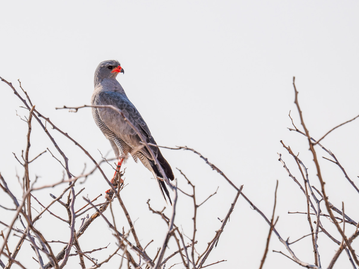 2025-09-25 054 Pale Chanting Goshawk.jpg