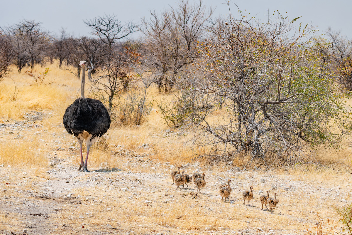2025-09-25 064 Common Ostrich with Chicks.jpg