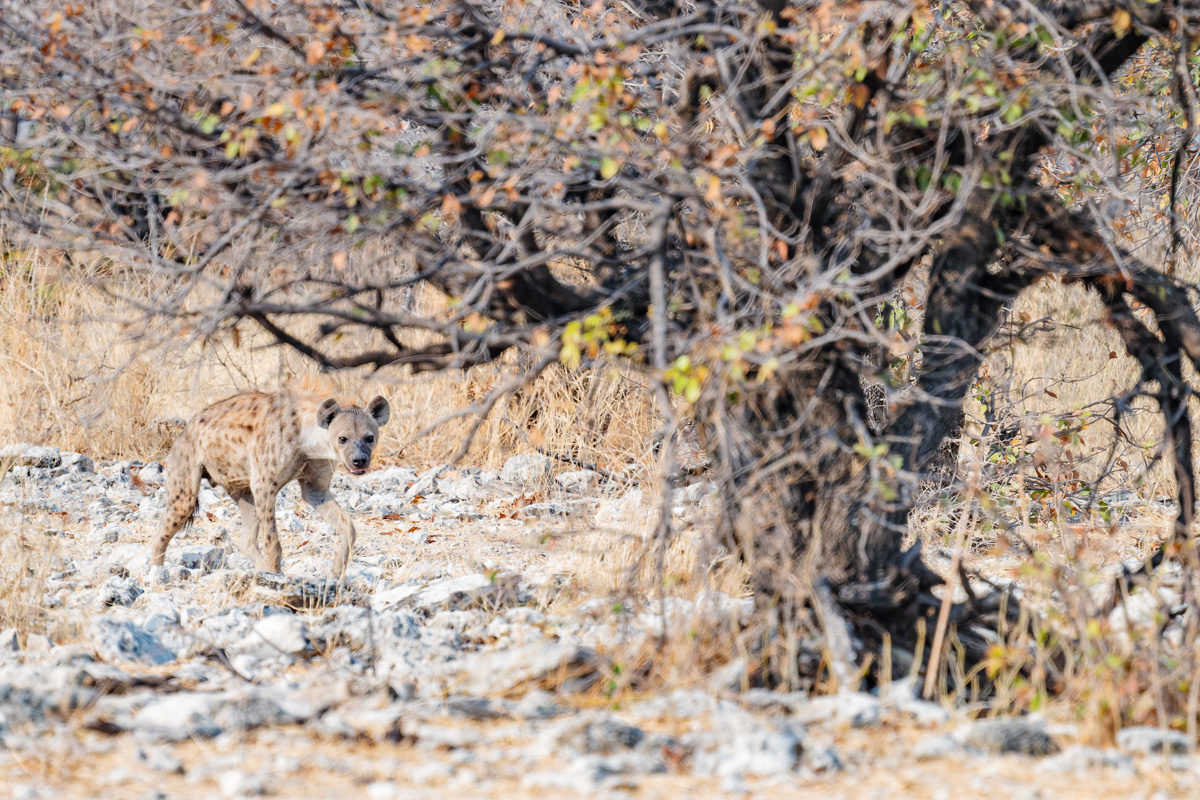 2025-09-26 038 Hyena.jpg