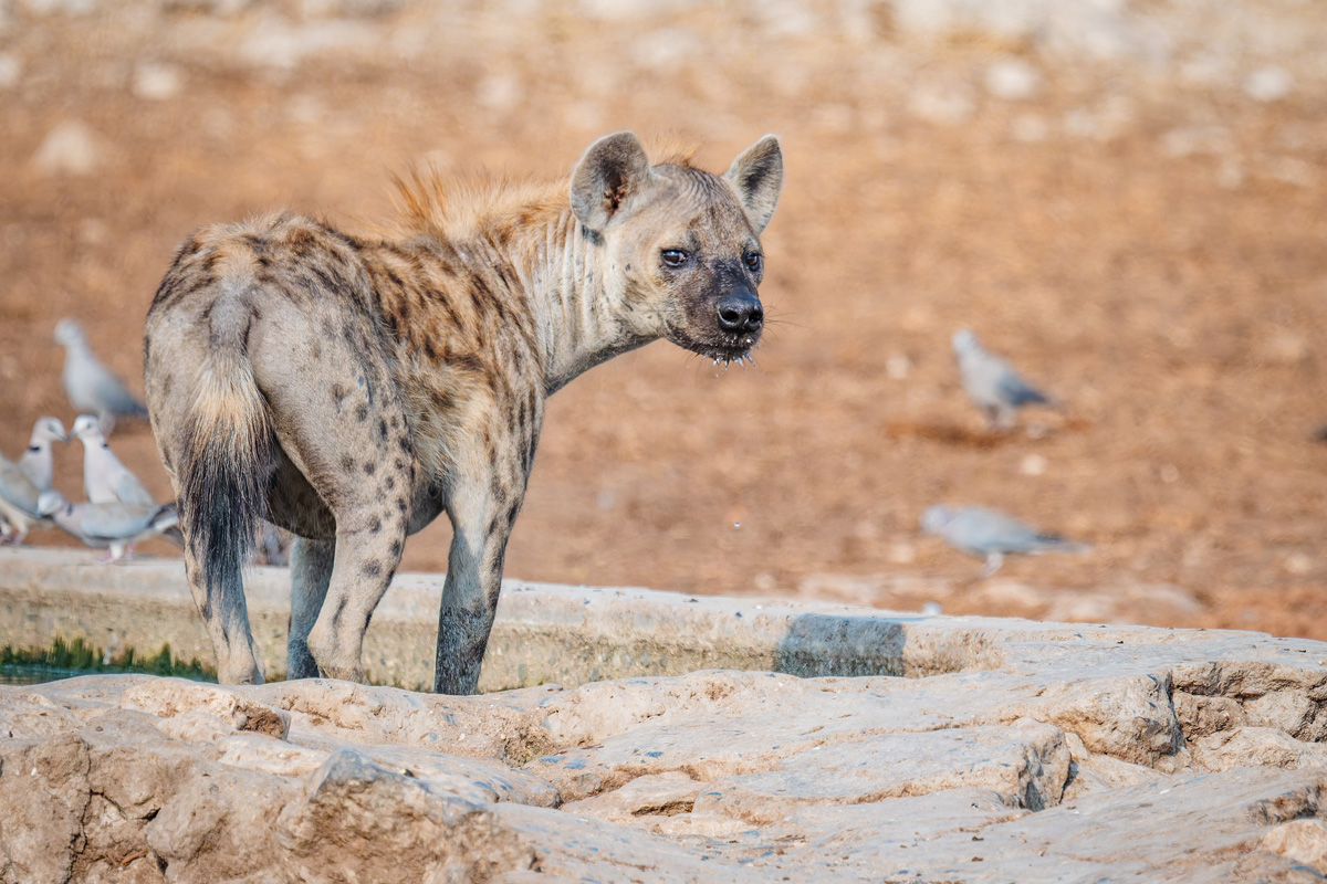 2025-09-26 044 Hyena.jpg