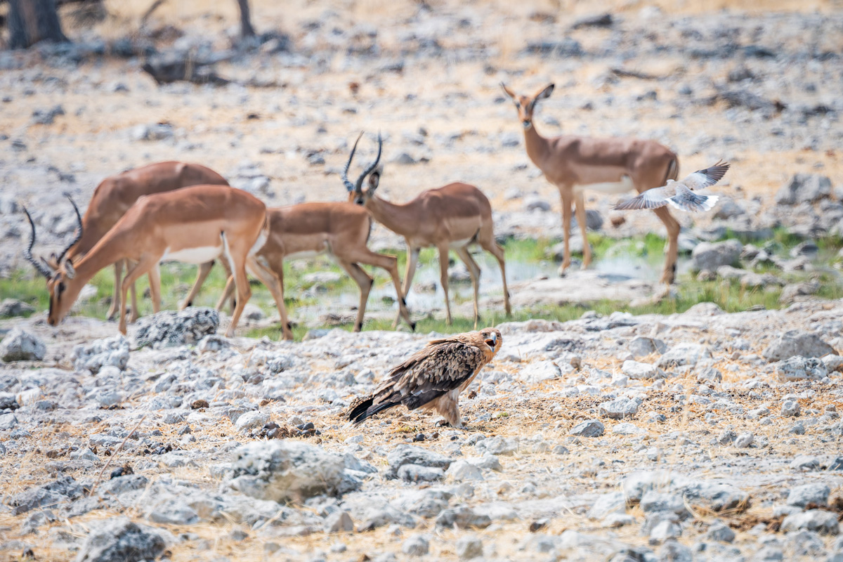 2025-09-26 083 Tawny Eagle.jpg