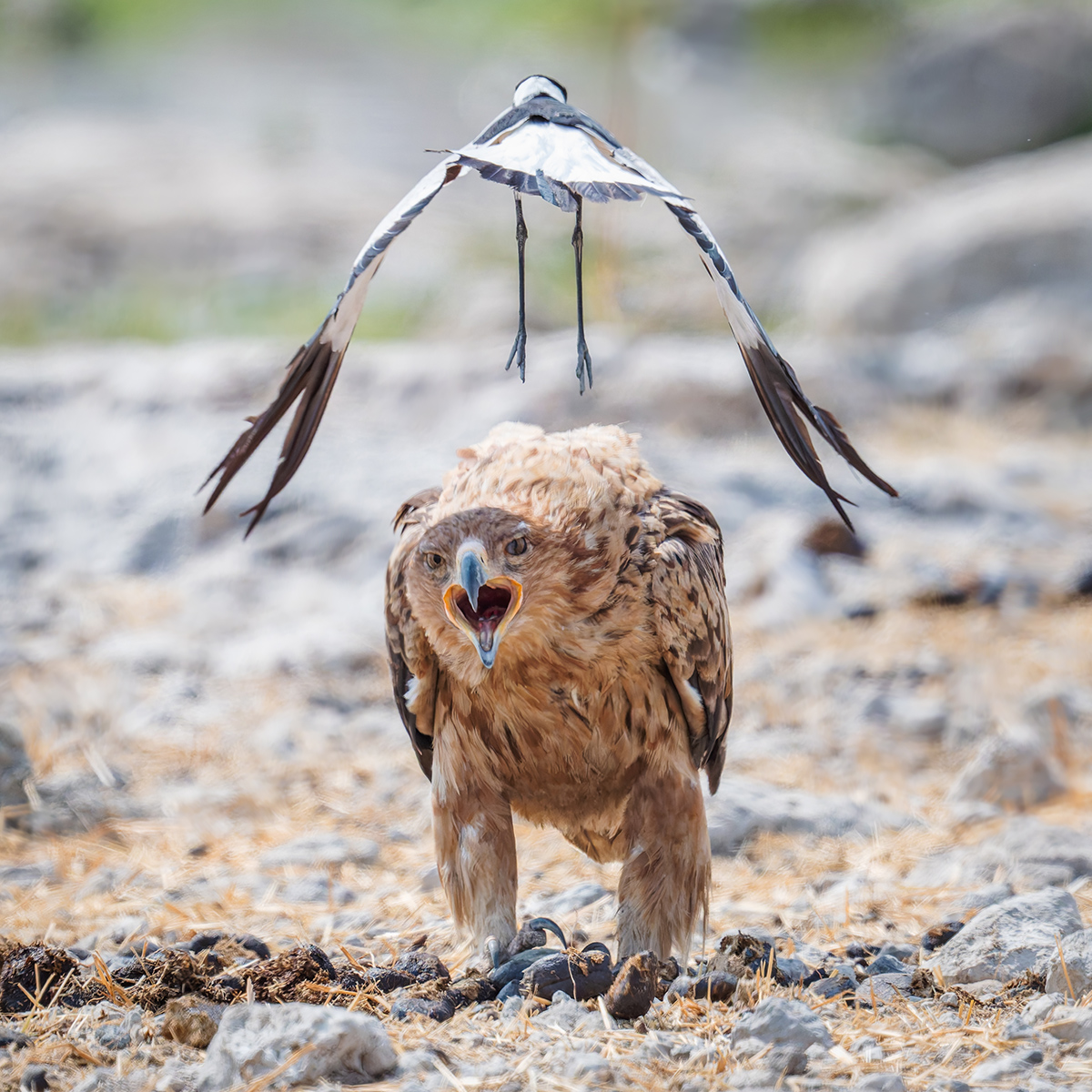 2025-09-26 100 Tawny Eagle Attacked by Blacksmith Lapwing.jpg