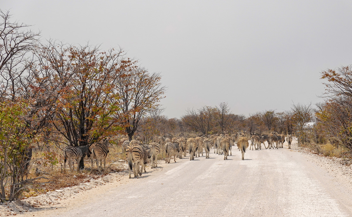 2025-09-26 126 Zebras.jpg