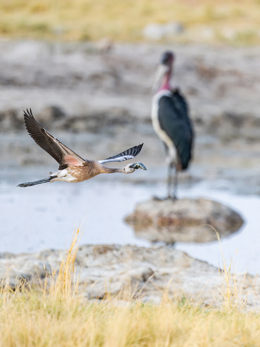 2025-09-27 015 Juvenile Lesser Flamingo in Flight.jpg