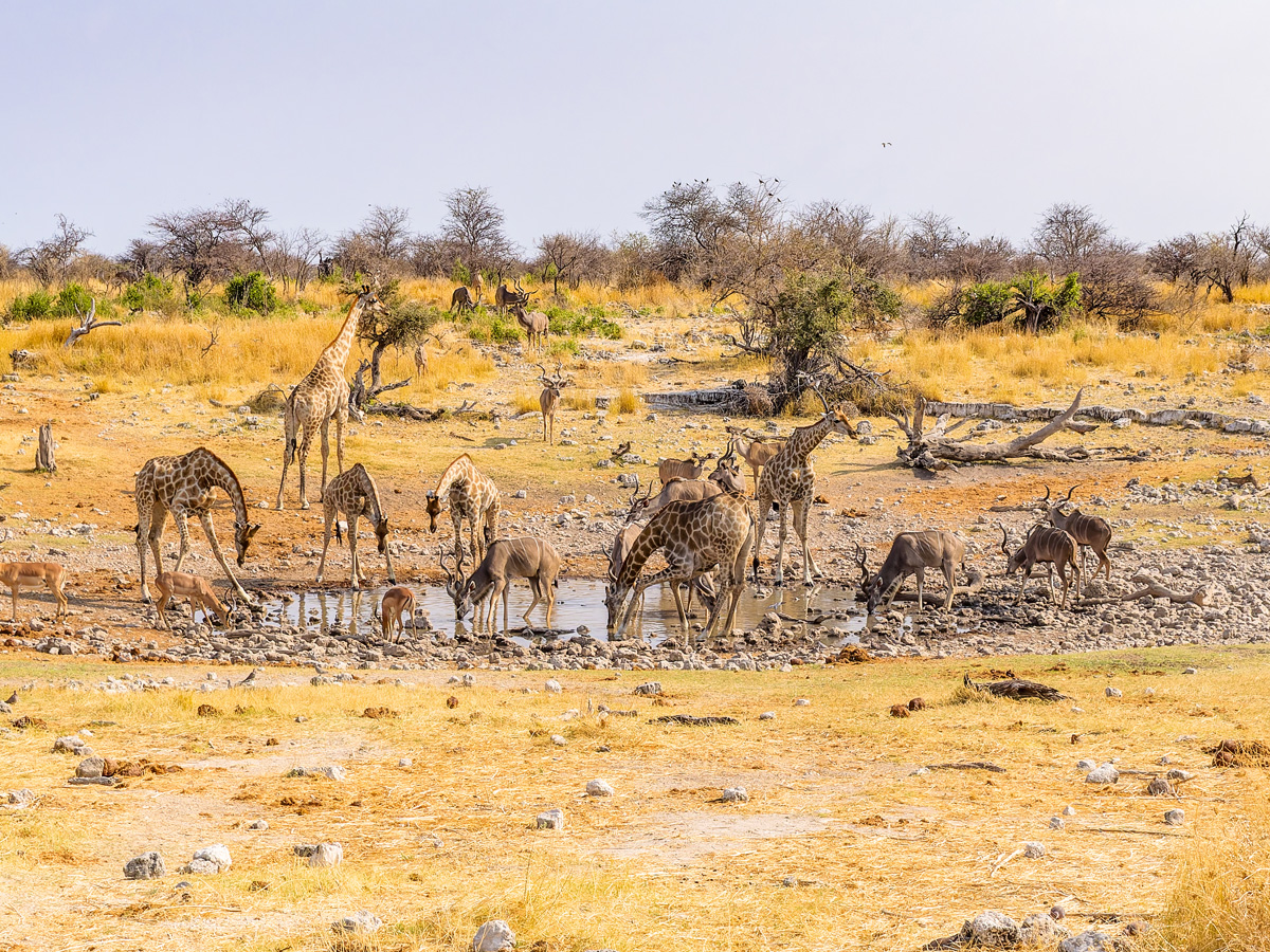 2025-09-27 061 Giraffes and Kudus at Waterhole.jpg