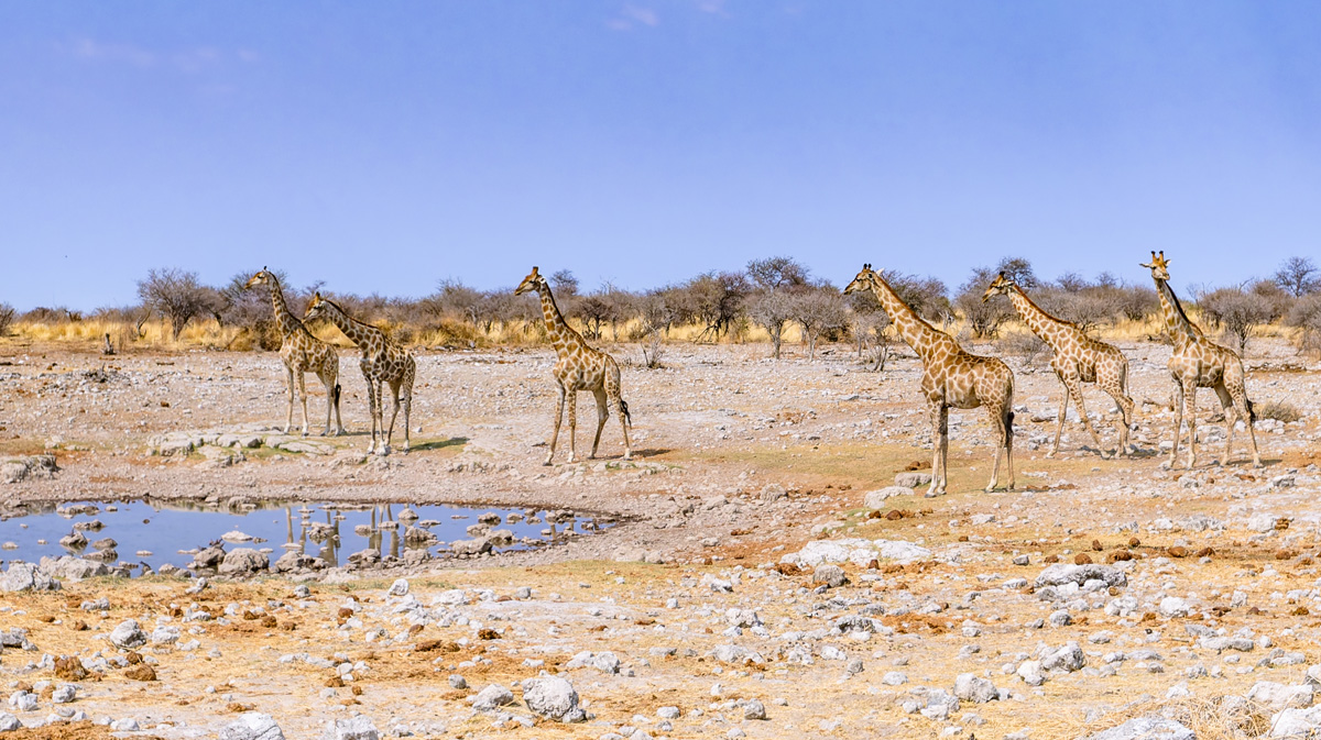 2025-09-27 073 Giraffes at Waterhole.jpg