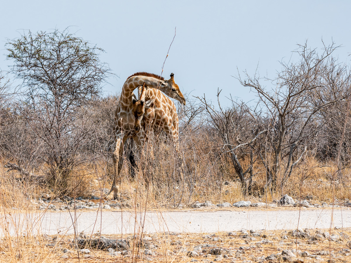 2025-09-27 075 Giraffes.jpg
