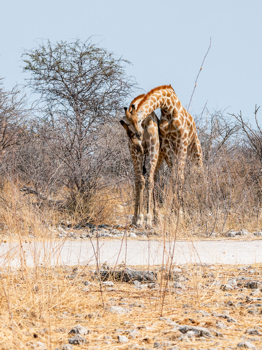 2025-09-27 077 Giraffes.jpg