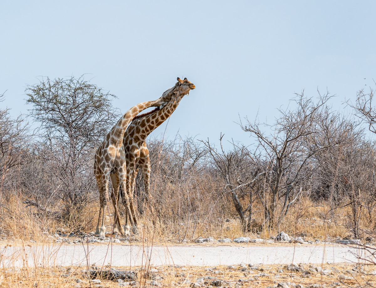2025-09-27 078 Giraffes.jpg