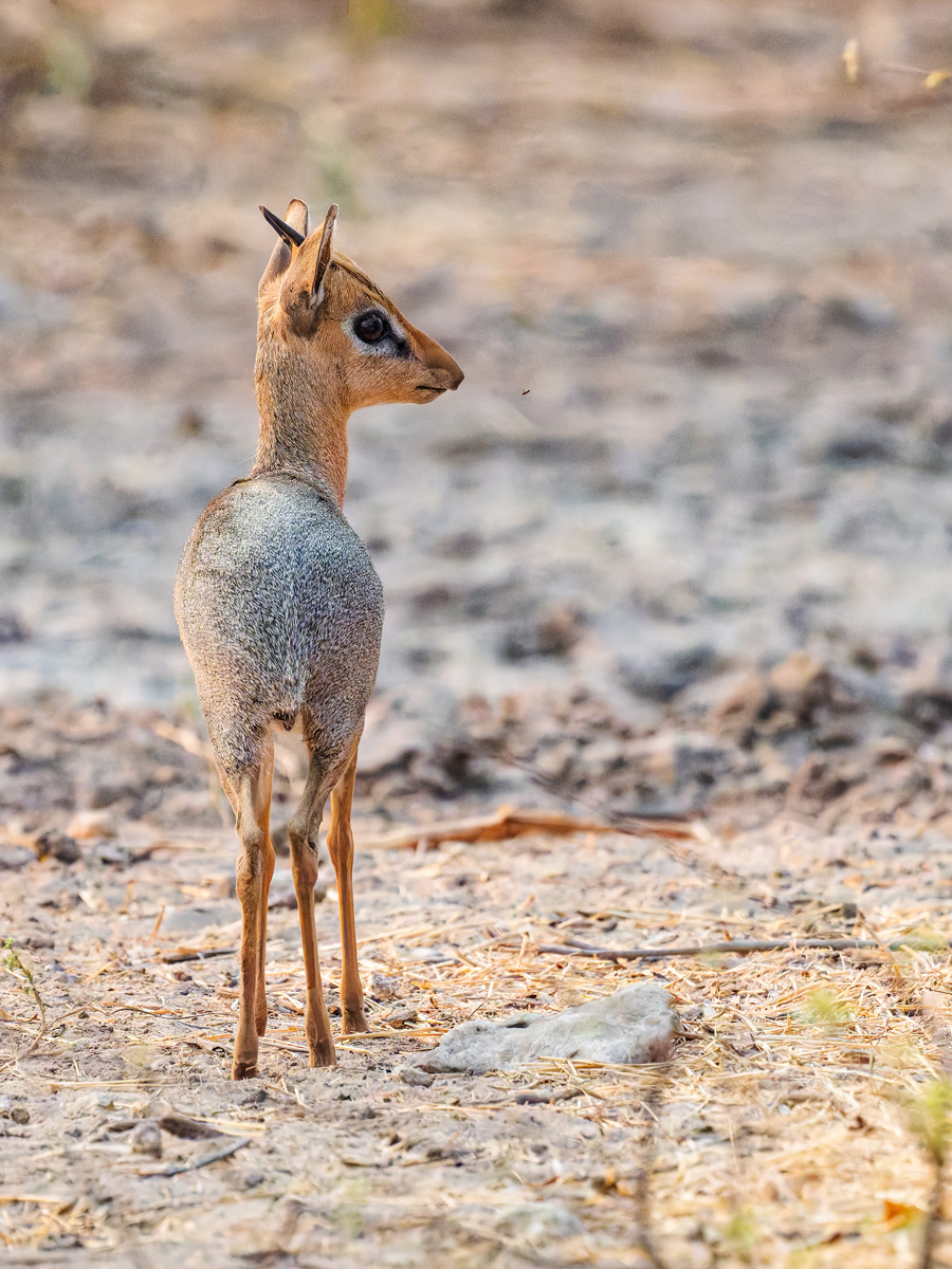 2025-09-27 085 Dik Dik.jpg