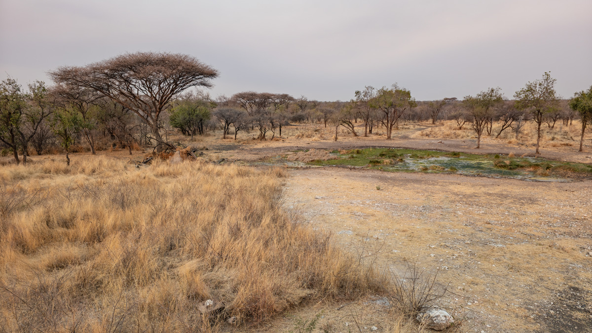 2025-09-27 088 Waterhole at Mokuti Lodge.jpg