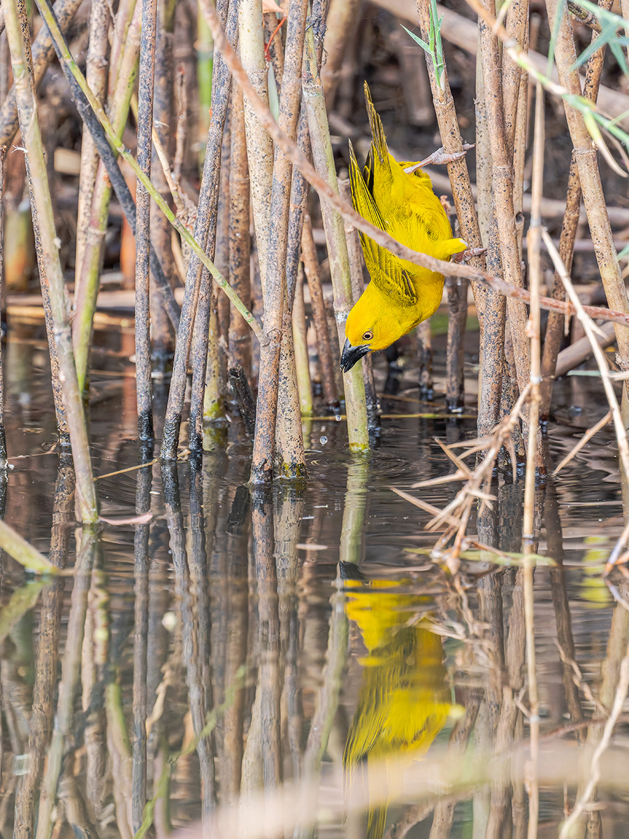2025-09-28 001 Holubs Golden Weaver.jpg