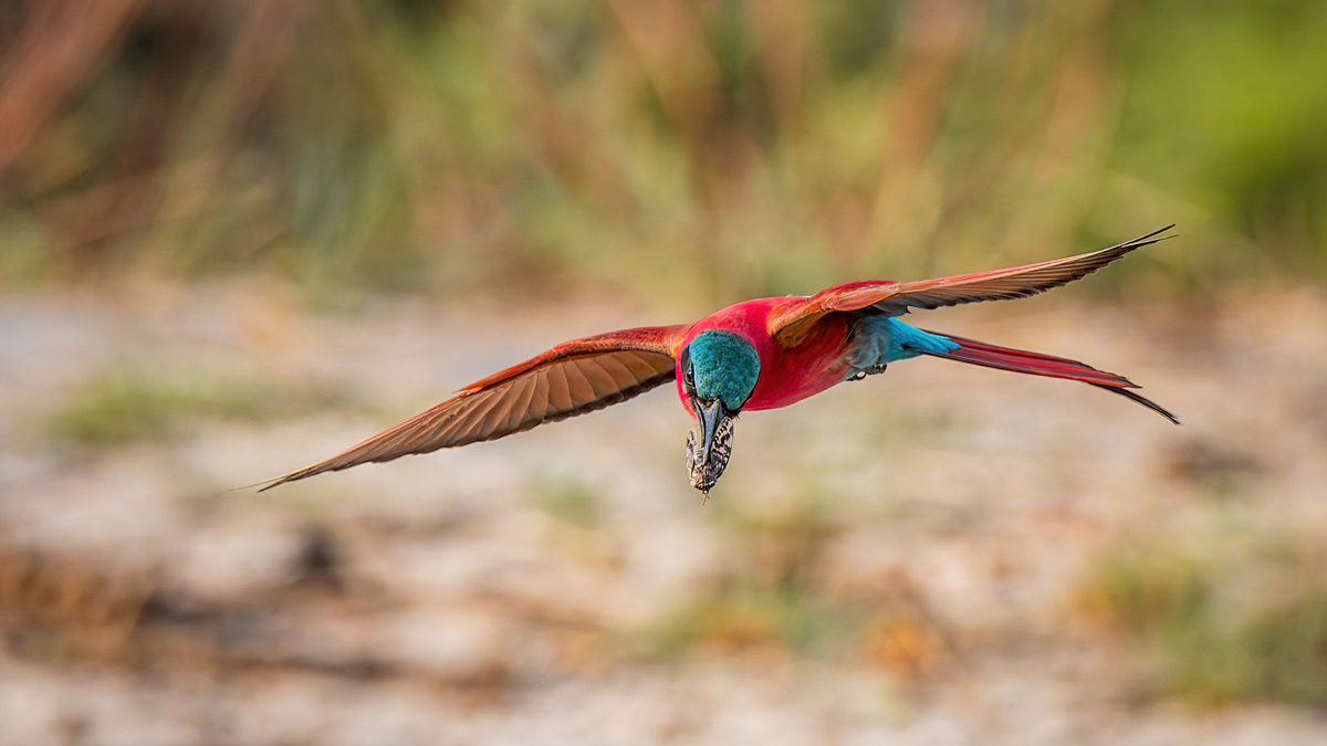 2025-09-28 020 Southern Carmine Bee-eater in Flight.jpg