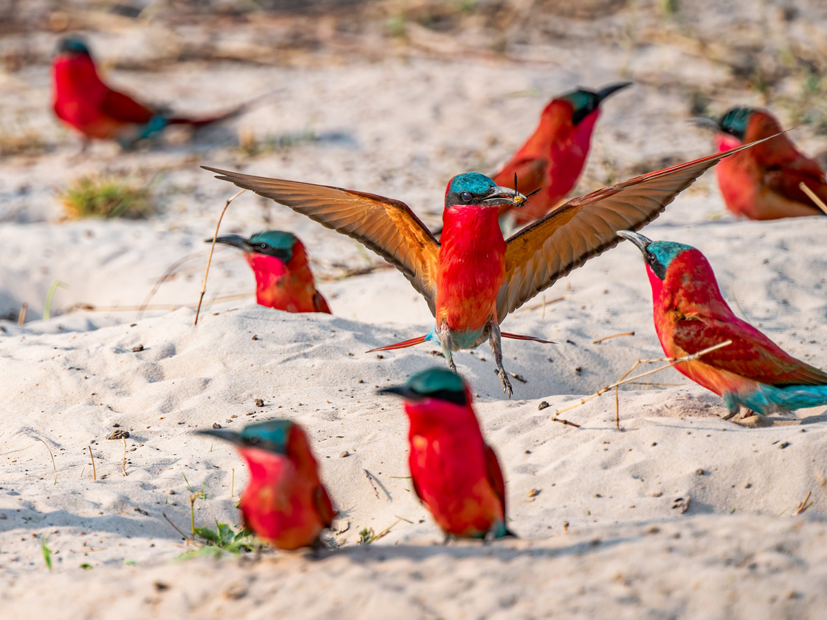 2025-09-28 029 Southern Carmine Bee-eaters.jpg