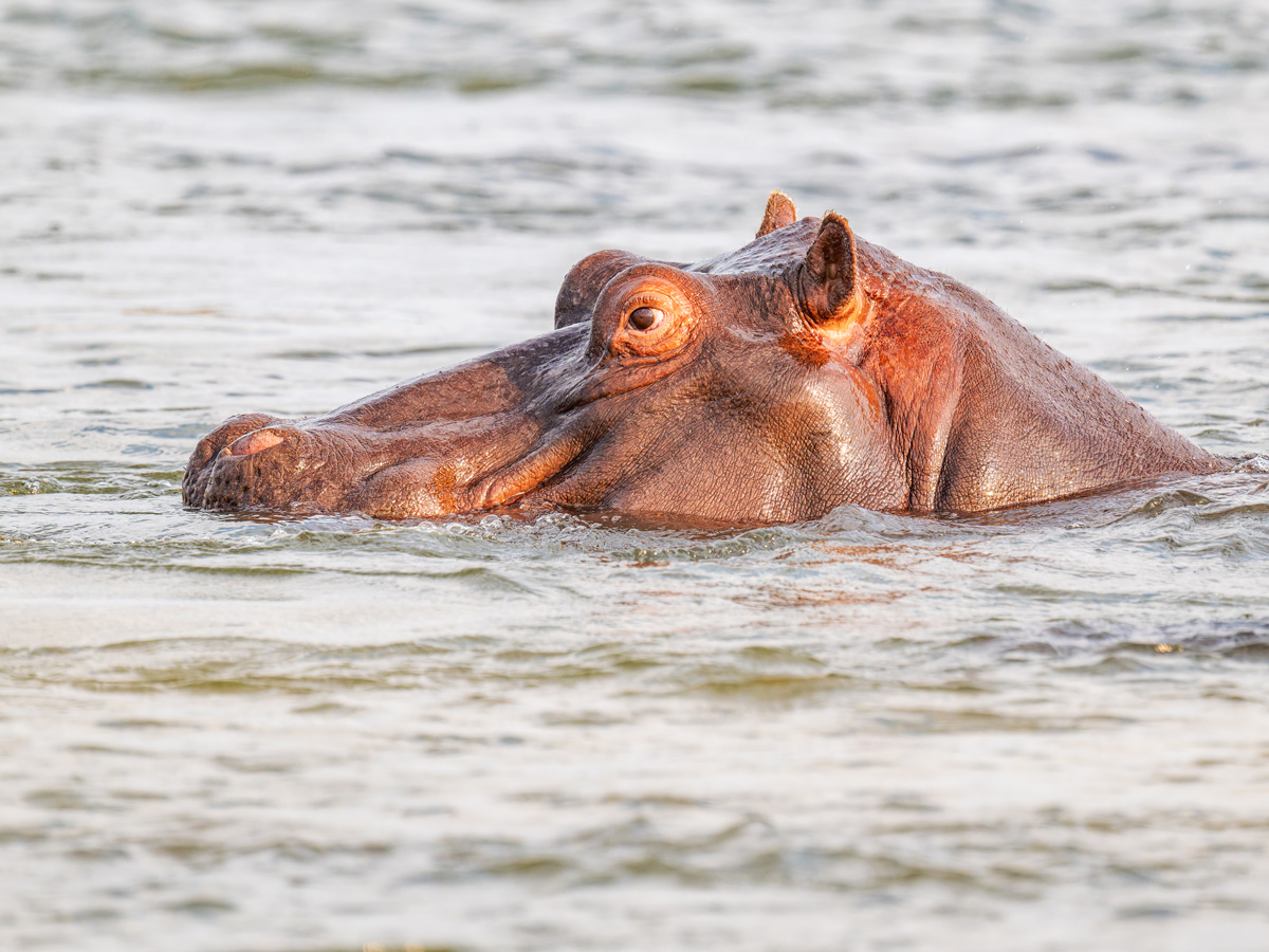 2025-09-28 034 Hippo in Okavango River.jpg
