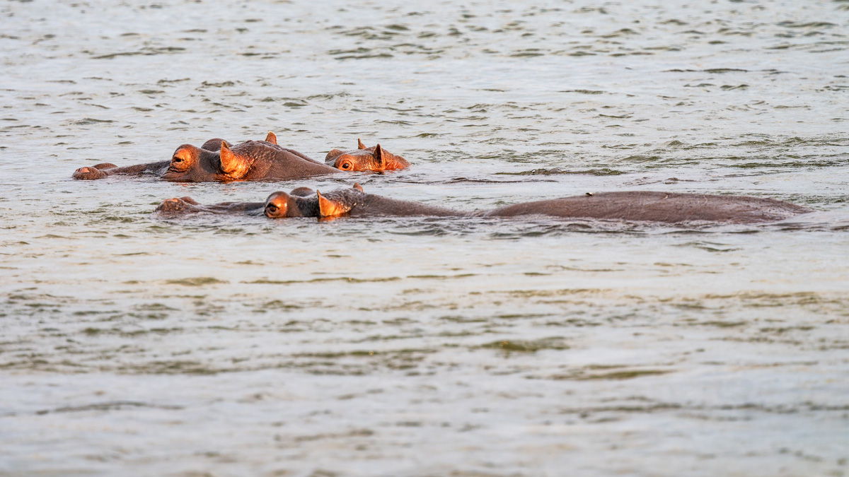 2025-09-28 037 Hippos in Okavango River.jpg
