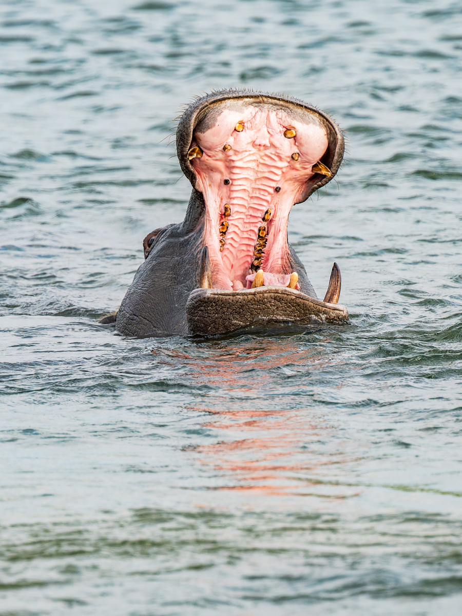 2025-09-28 040 Hippo in Okavango River.jpg