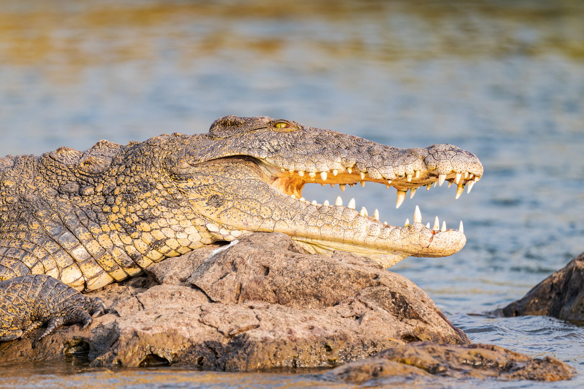 2025-09-28 044 Nile Crocodile.jpg