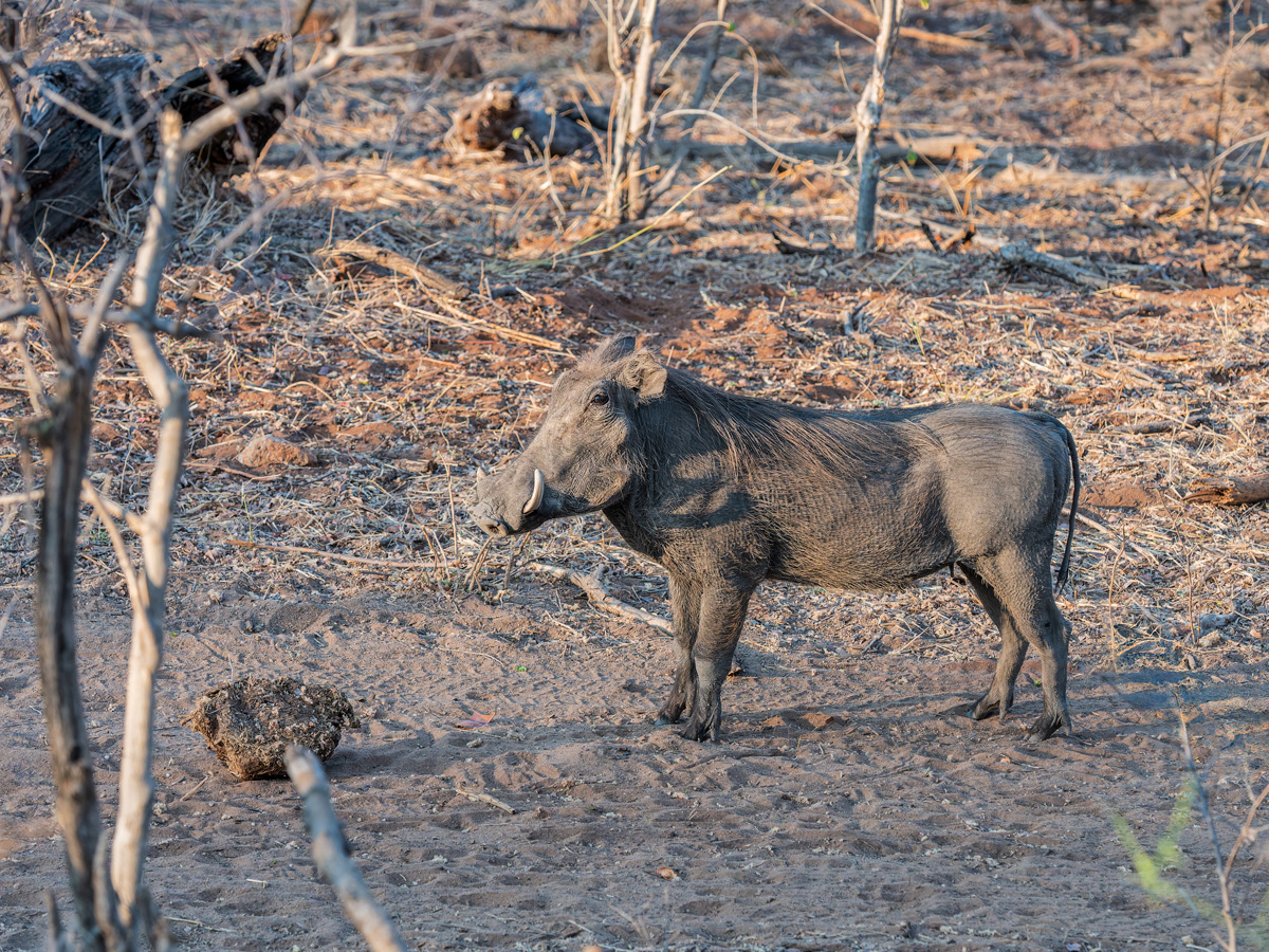 2025-09-29 001 Warthog.jpg