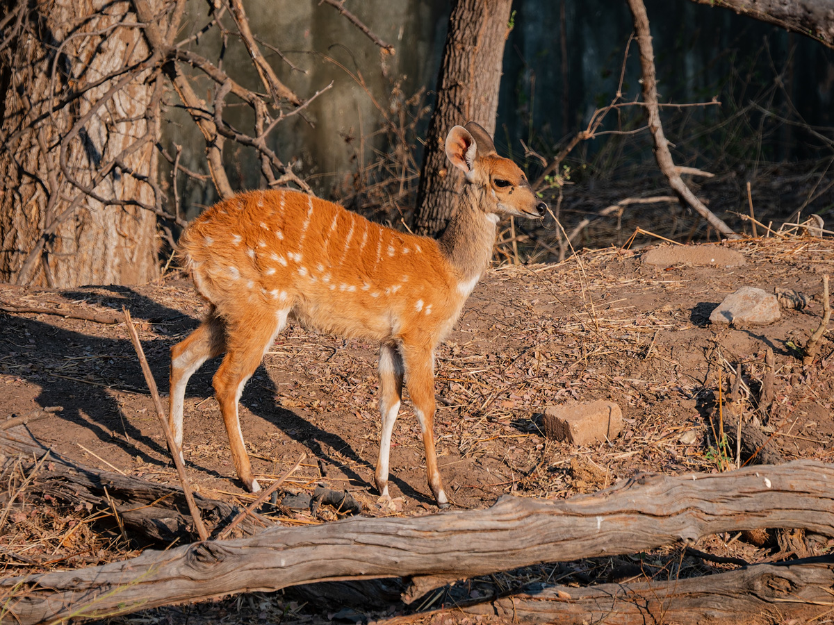 2025-09-29 003 Bushbok.jpg