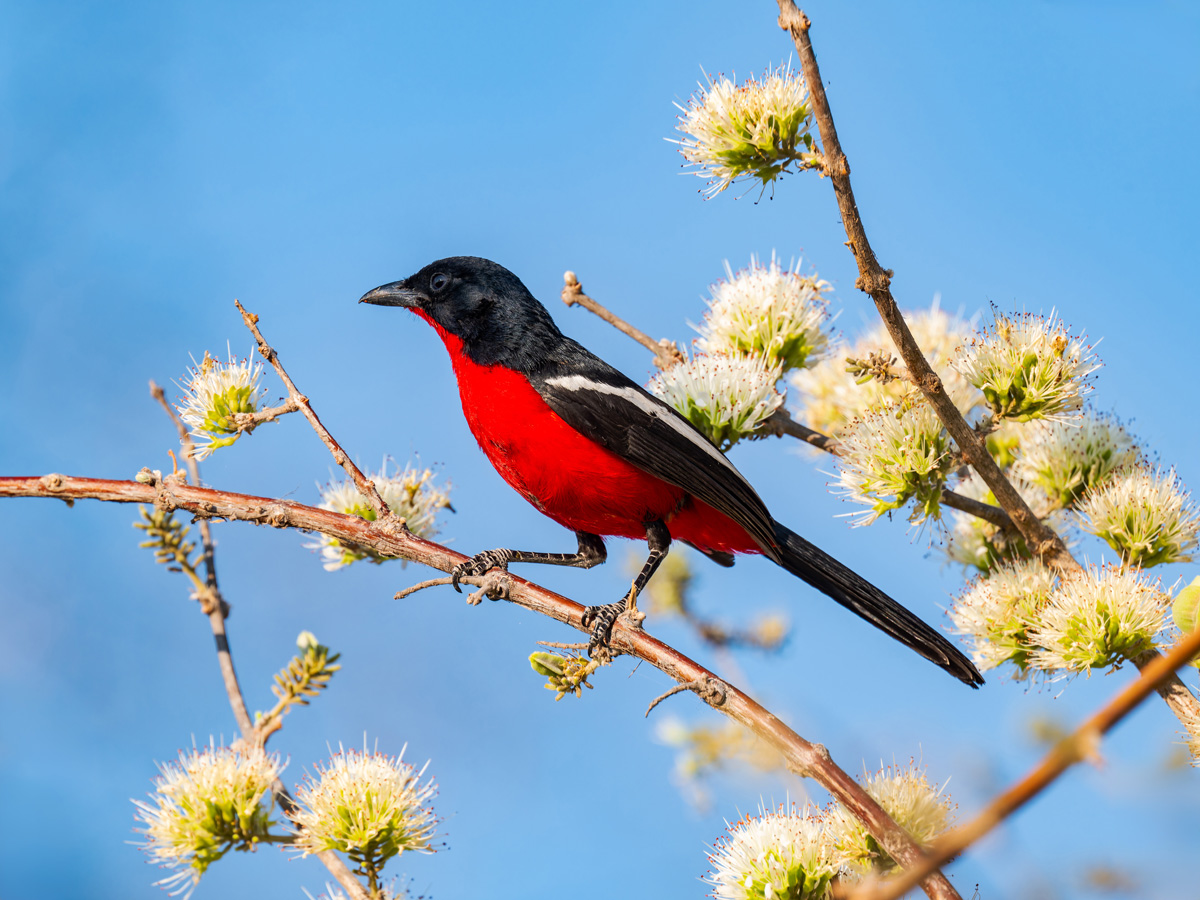 2025-09-29 008 Crimson-breasted Shrike.jpg