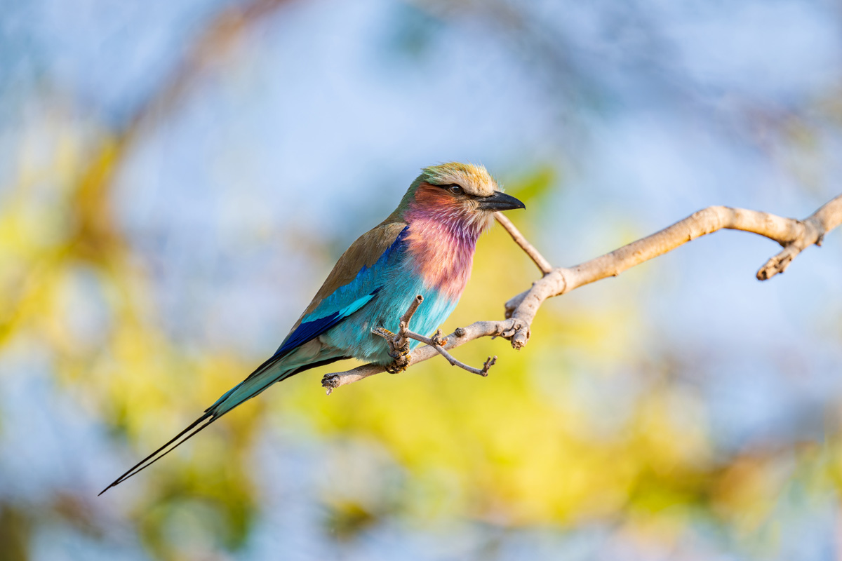 2025-09-29 011 Lilac Roller.jpg