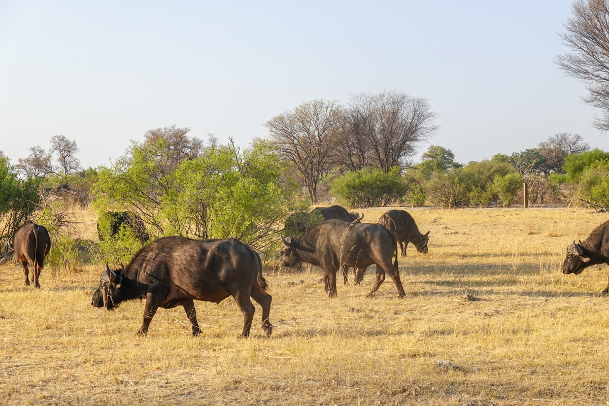2025-09-29 013 Water Buffaloes.jpg